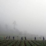 Sejumlah warga berjalan melintasi kebun bawang di kampung Sarongge, kawasan Taman Nasional Gunung Gede Pangrango , Cianjur , Jabar,