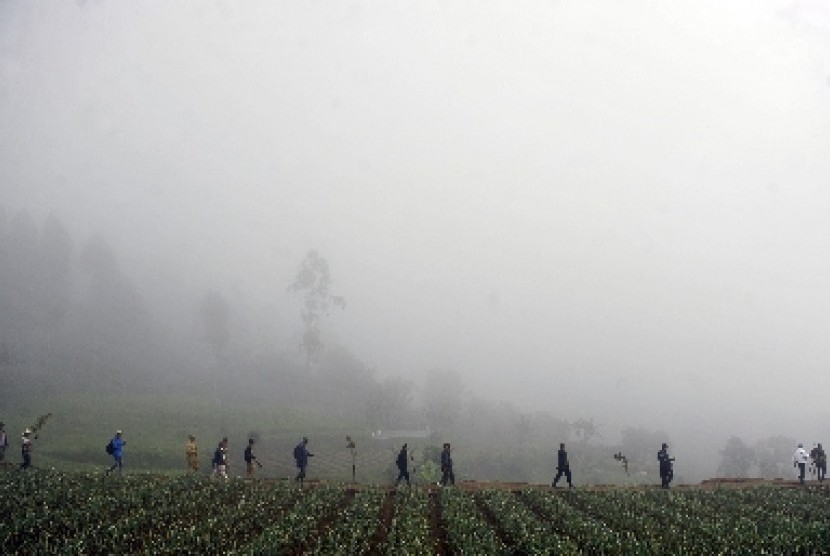 Sejumlah warga berjalan melintasi kebun bawang di kampung Sarongge, kawasan Taman Nasional Gunung Gede Pangrango , Cianjur , Jabar,