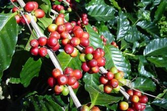 Kopi Lampung (ilustrasi).