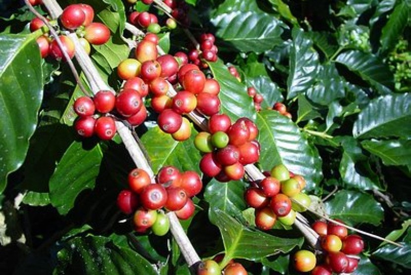 Kopi Lampung (ilustrasi).