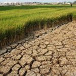 Sawah terdampak kekeringan.