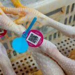 Pemanfaatan Teknologi Kode QR di Pasar Luo Jia Zhuang