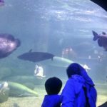 Seaworld Ancol di Jalan Lodan Timur, Ancol, Pademangan, Jakarta Utara, Rabu (3/7).