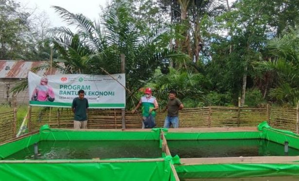 Relawan Desa Berdaya Tri Kembang, Darwil Putra melakukan kunjungan rutin sekaligus menyalurkan bantuan pakan untuk ternak ikan lele yang diserahkan langsung kepada ketua kelompok budidaya ternak ikan lele di Dusun Kembayat dan Dusun Sagang, Desa Tri Kembang, Kabupaten Sambas, Ahad (12/9).