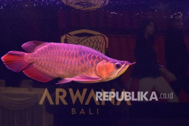 Warga Putussibau Berburu Ikan Arwana Saat Banjir Surut (ilustrasi)